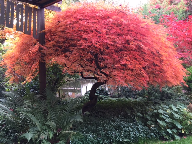 Erable du Japon, aussi appelé « Acer »