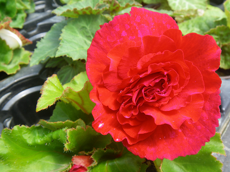 Bouturage bégonia tubéreux