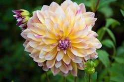 Bouturage dahlia