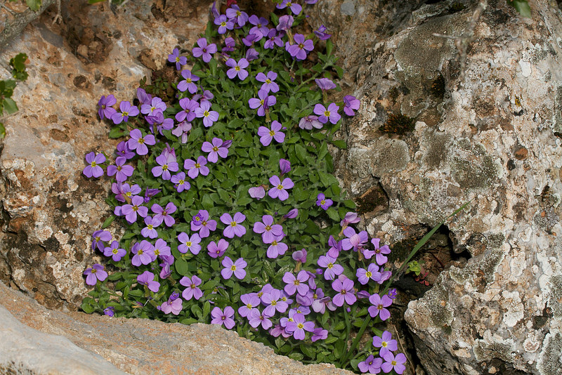 Обриета многолетняя посадка в открытый грунт. Обриета дельтовидная (Aubrieta deltoidea). Обриета рассада. Обриета Адамсона. Обриета каскадная гигантский водопад.