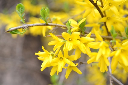 Taille forsythia