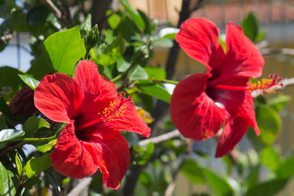 Bouturage hibiscus