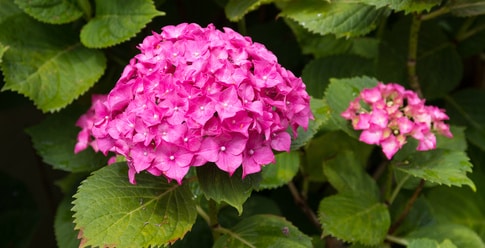 Plantation hortensia