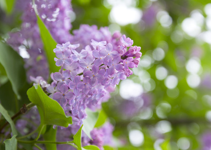 Plantation lilas