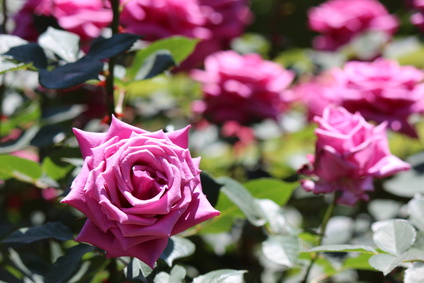 Écussonnage rosier