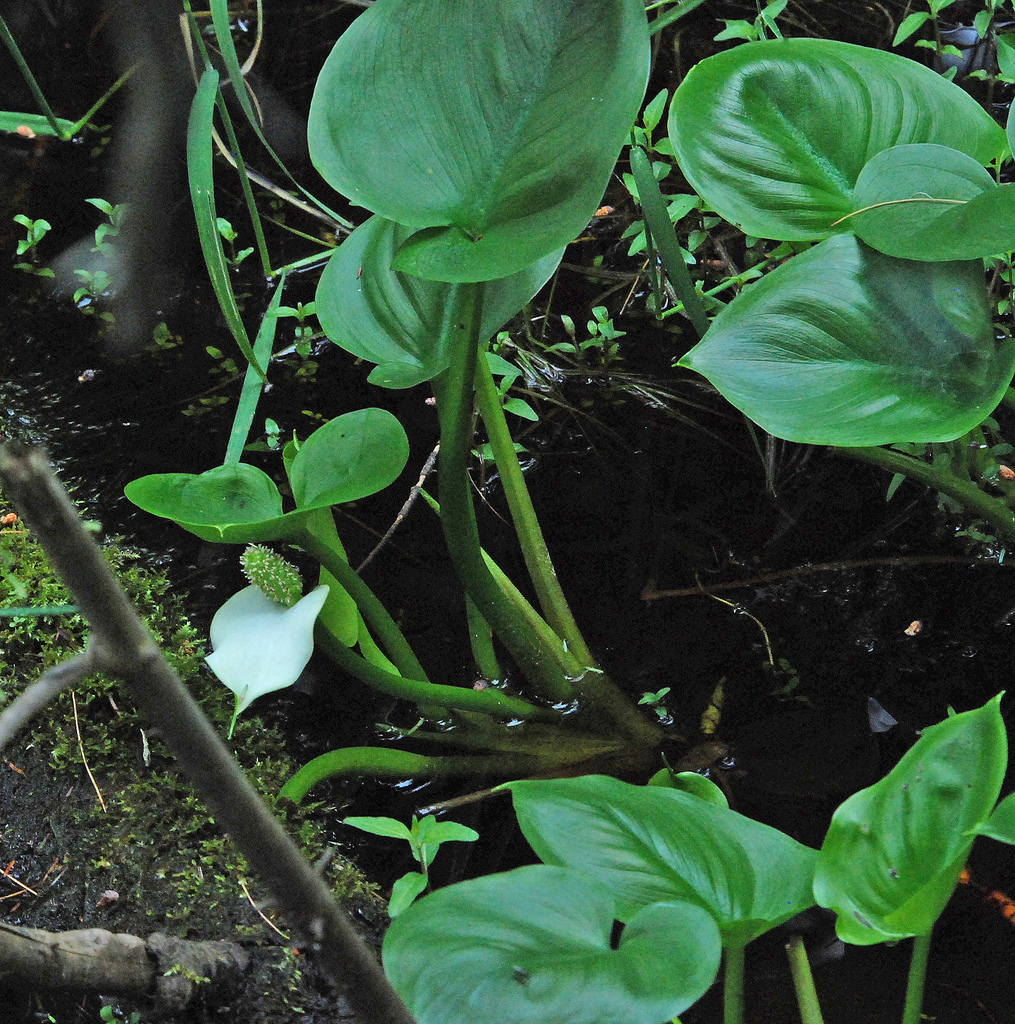 Plantation arum