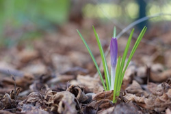 Plantation crocus