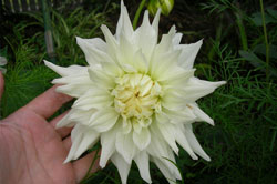 Plantation dahlia