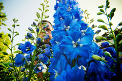 Rabattage protection delphinium