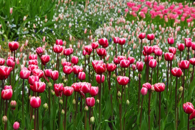 Plantation tulipe