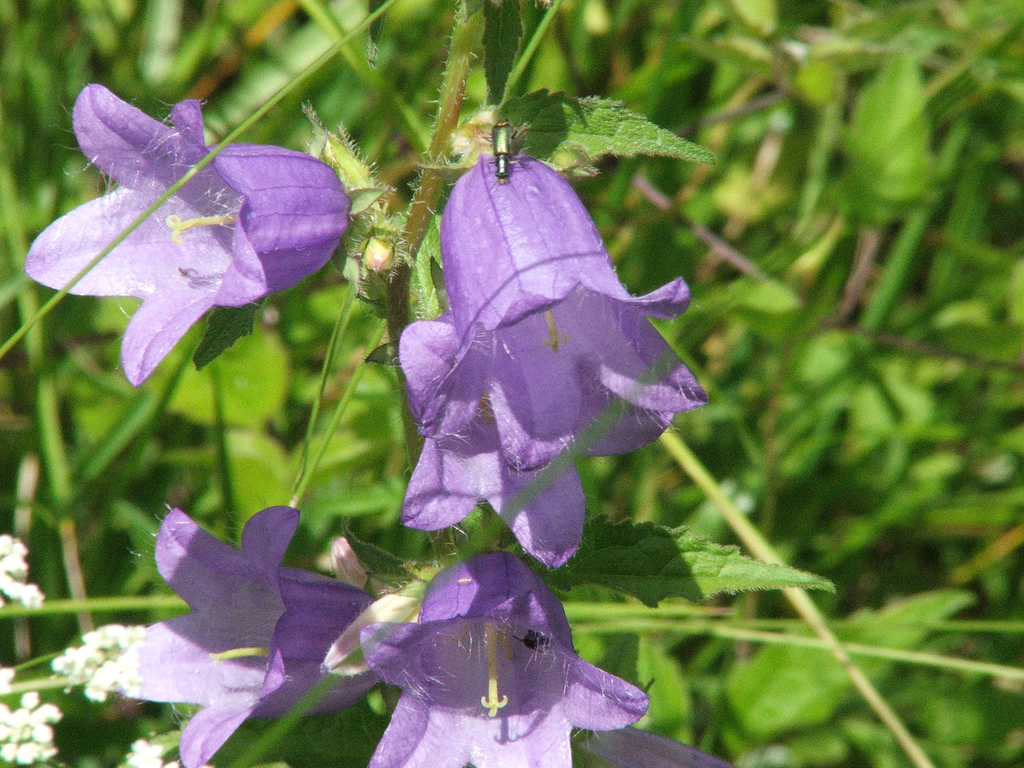 Semis campanule médium