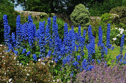 Tuteurage delphinium