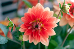 Tuteurage pincement Dahlia