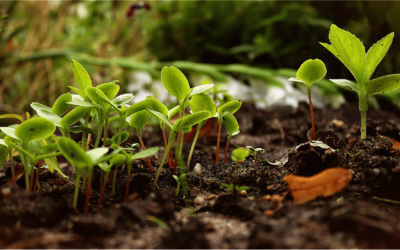 Le guide du potager en permaculture