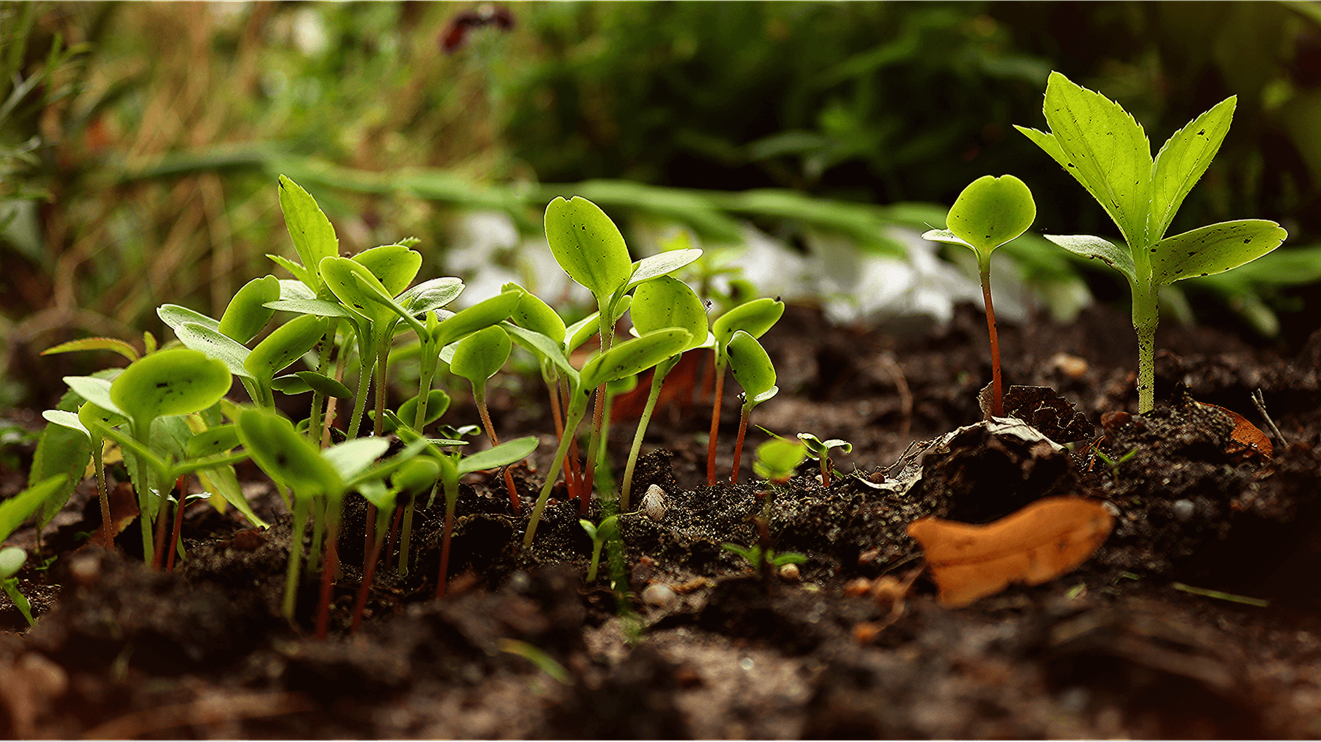 potager en permaculture