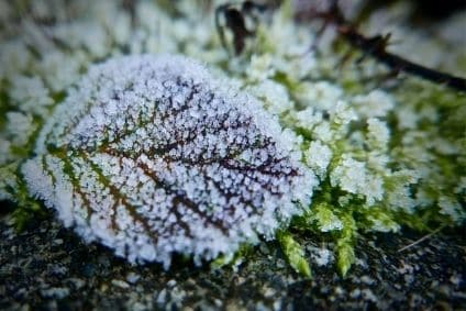 Conseils pour préparer son jardin à l’hiver