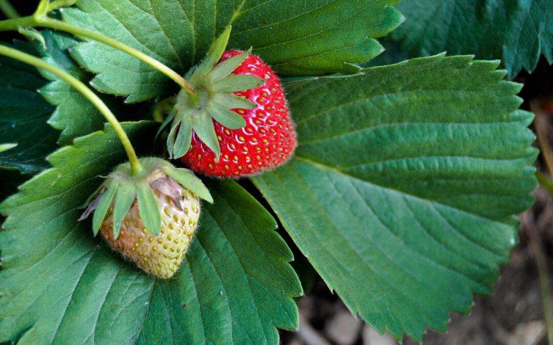 Quel terreau et engrais pour planter des fraisiers ?