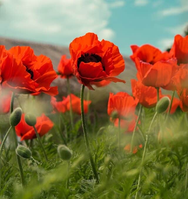 Plantation coquelicot