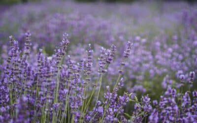 Plantes résistantes plein soleil sans arrosage