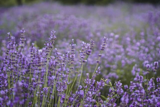 Plantes résistantes plein soleil sans arrosage