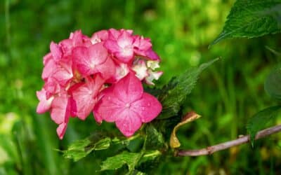 Comment faire du marcottage hortensia ?