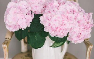 Quand couper  et comment conserver les fleurs d’hortensia?