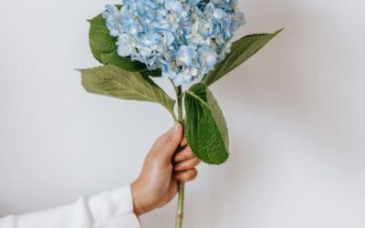 Comment avoir des hortensias bleus et roses?