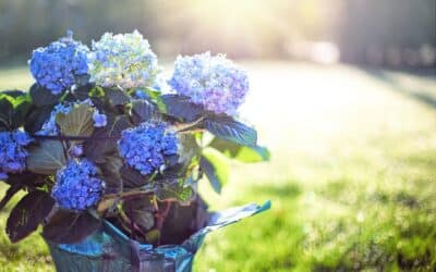 Hortensia en pot