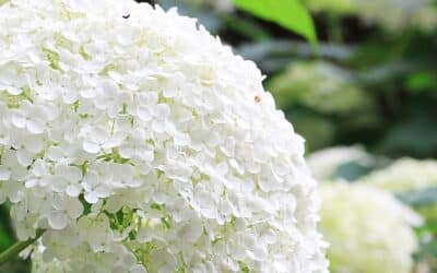 Comment garder la couleur blanche des hortensias ?