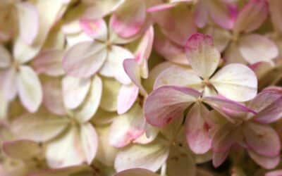 Hortensia vanille fraise