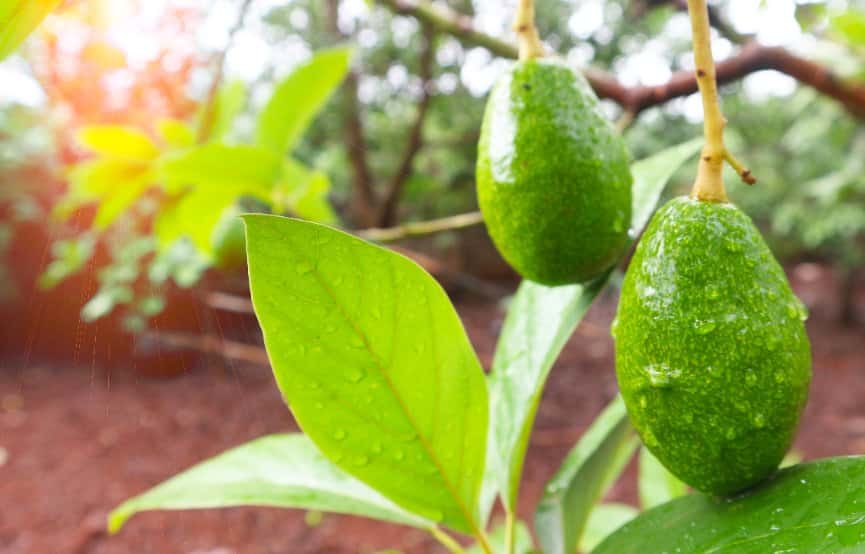 Comment réussir la culture de l’avocatier ?