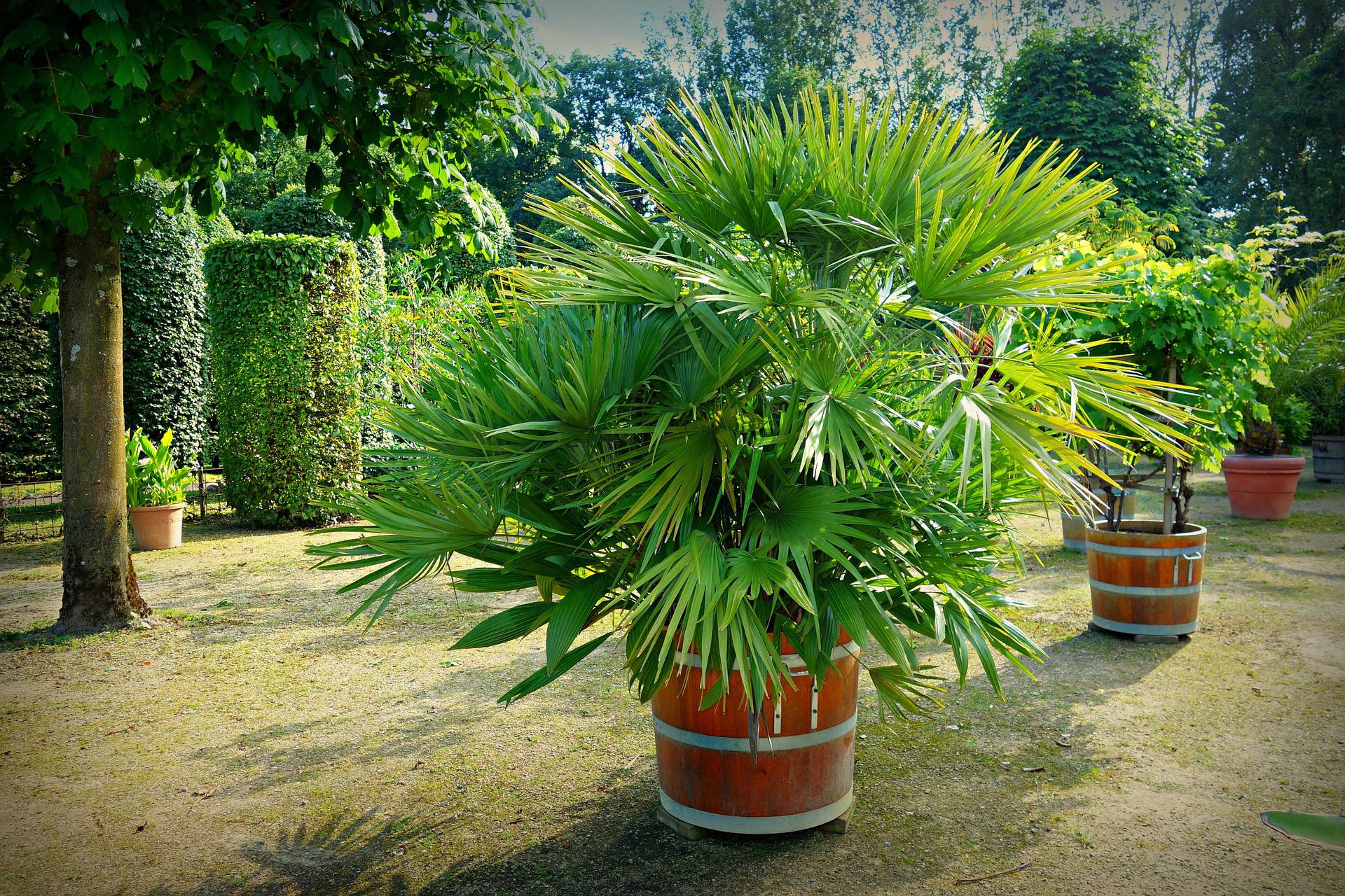 Archives des Palmier extérieur - Jardin23