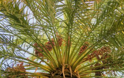 Palmiers extérieur : lequel choisir pour le jardin ?