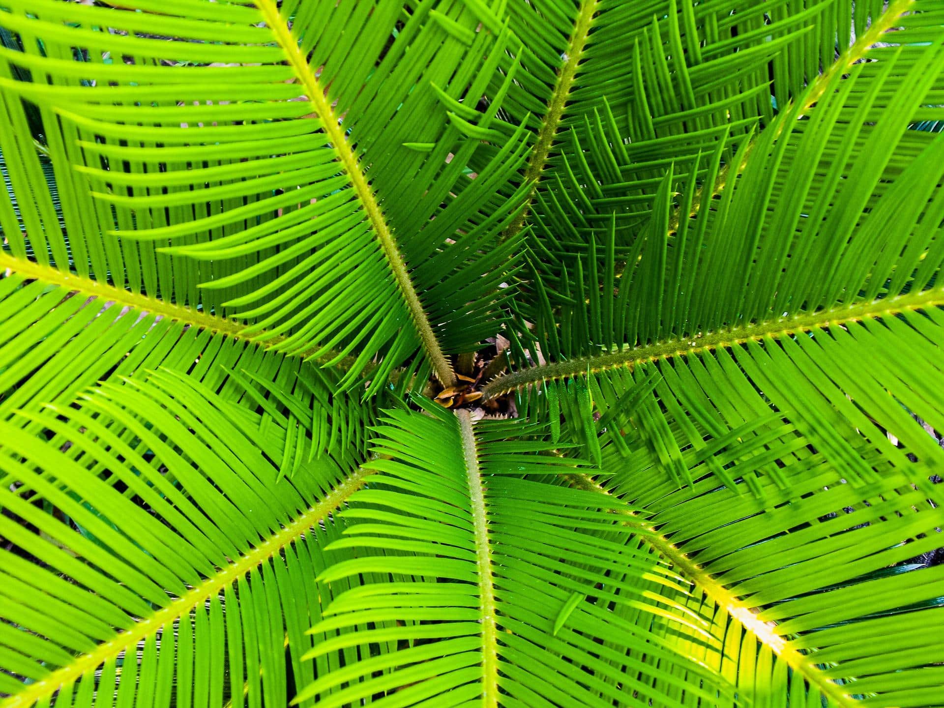 Unveiling The Resilient Root System Of The Palmetto Tree