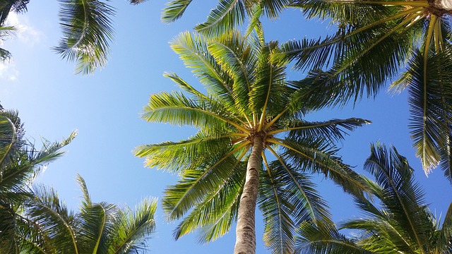 Comment entretenir mon palmier ?￼
