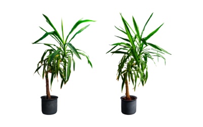 Areca : un joli palmier d’intérieur