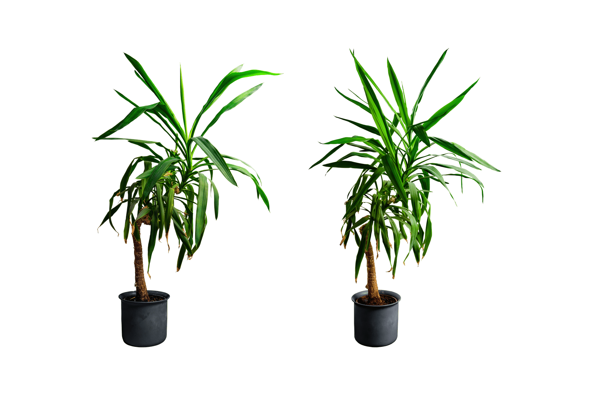 Areca : tout savoir sur ce palmier d'intérieur - Jardin23