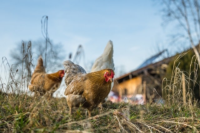Quels sont les avantages d’un grillage pour poules ?