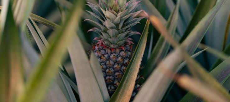 Un arbre qui produit un ananas