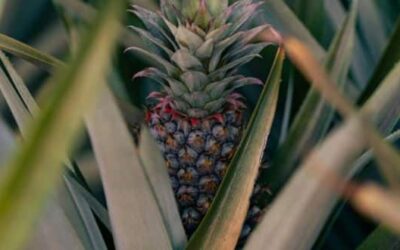 Quel est l’arbre qui produit l’ananas ? Démêler le vrai du faux